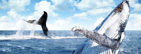 Australian Whale Watching - Perths Hotel 11