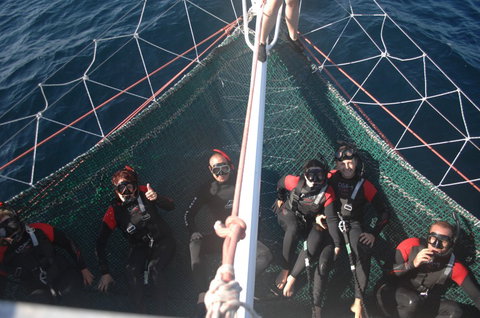 Dolphin Swim Australia - Perths Hotel 4