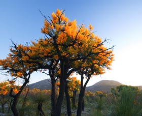 Cape Le Grand National Park - Perths Hotel 0