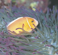 Rowley Shoals - Perths Hotel