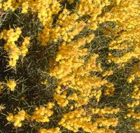 Dalwallinu Remnant Bushland - Perths Hotel