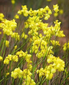 Mount Madden Scenic Drive - Perths Hotel 0