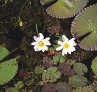 Parry Lagoons Nature Reserve - Perths Hotel