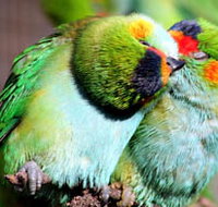 Rainbow Jungle - The Australian Parrot Breeding Centre - Perths Hotel