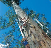 Dave Evans Bicentennial Tree - Perths Hotel