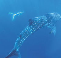Ningaloo Marine Park - Perths Hotel