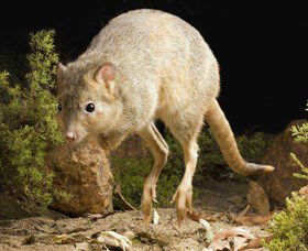 Kanyana Wildlife - Perths Hotel 0