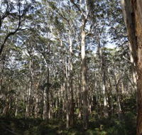 Boranup Karri Forest - Perths Hotel
