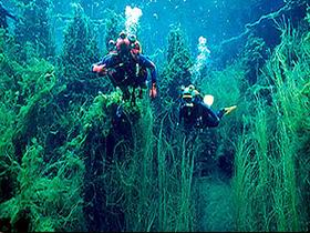 Ewens Ponds Conservation Park - Perths Hotel 0