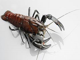 Andermel Marron - Perths Hotel 0