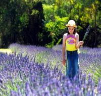 Brayfield Park Lavender Farm - Perths Hotel