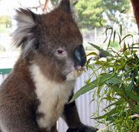 Glen-Forest Tourist Park - Perths Hotel