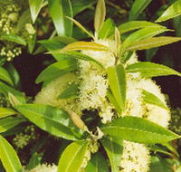 Tumbeela Native Bushfoods - Perths Hotel