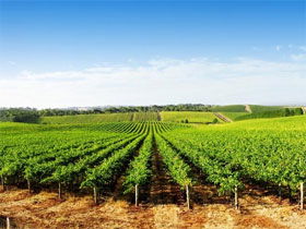 Aldinga Bay Winery - Perths Hotel 0