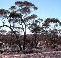 Clements Gap Conservation Park - Perths Hotel