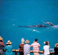 Whale Watching At Head Of Bight - Perths Hotel