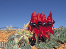 Alan Mclellan Lookout - Perths Hotel 0