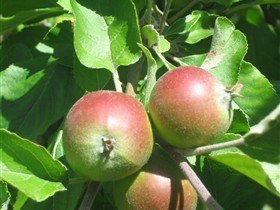 Sage Cooking School - Perths Hotel 0