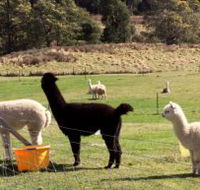 Maydena Country Cabins Accommodation  Alpaca Stud
