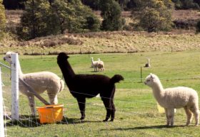Maydena Country Cabins Accommodation & Alpaca Stud - Perths Hotel 0