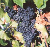 Darlington Vineyard - Perths Hotel