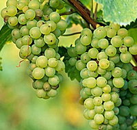 TP Vineyards - Perths Hotel