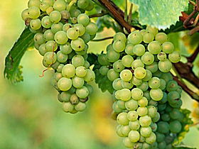 TP Vineyards - Perths Hotel 0