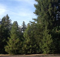 Pialligo Redwood Forest - Perths Hotel
