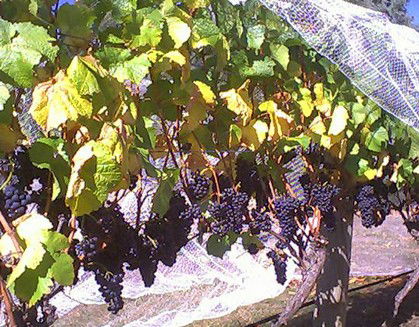 Palmara Vineyard - Perths Hotel 0