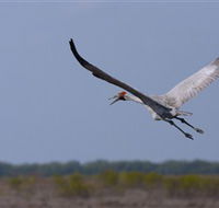 Gayngaru Wetlands Interpretive Walk - Perths Hotel