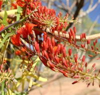 Olive Pink Botanic Garden - Perths Hotel