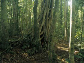 Lamington National Park, Binna Burra Section - Perths Hotel 0