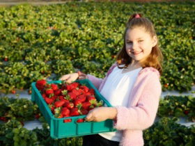 Strawberry Fields - Perths Hotel 0