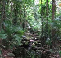 Mossman Gorge Rainforest Circuit Track Daintree National Park - Perths Hotel