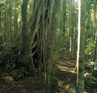 Mount Bithongabel - Perths Hotel