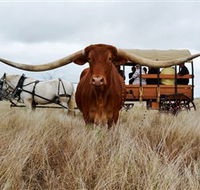 Texas Longhorn Wagon Tours and Safaris - Perths Hotel