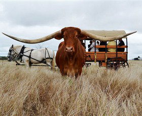 Texas Longhorn Wagon Tours And Safaris - Perths Hotel 0