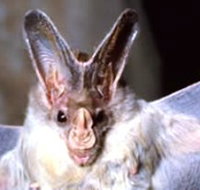 Mount Etna Caves National Park - Perths Hotel