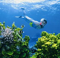 Wheeler Reef Dive Site - Perths Hotel