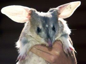 Charleville - Bilby Experience - Perths Hotel 0
