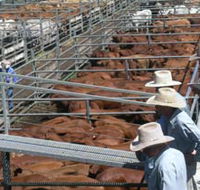 Dalrymple Sales Yards - Cattle Sales - Perths Hotel