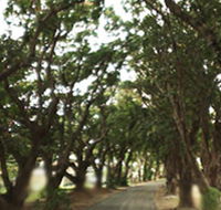Mango Avenue - Perths Hotel