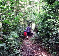 Malanda Falls Rainforest Walk Malanda Falls Conservation Park - Perths Hotel