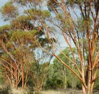 Myall Park Botanic Garden - Perths Hotel