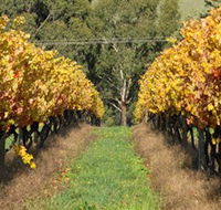 Wild Dog Winery  Restaurant - Perths Hotel