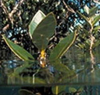 Jawbone Marine Sanctuary - Perths Hotel