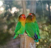 Ballarat Bird World - Perths Hotel