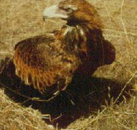 Long Forest Nature Conservation Reserve - Perths Hotel