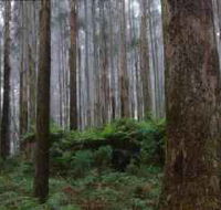 Kinglake National Park - Perths Hotel
