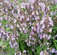 Otway Herbs - Perths Hotel